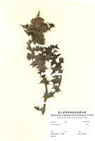 藏品(小薊)的圖片
